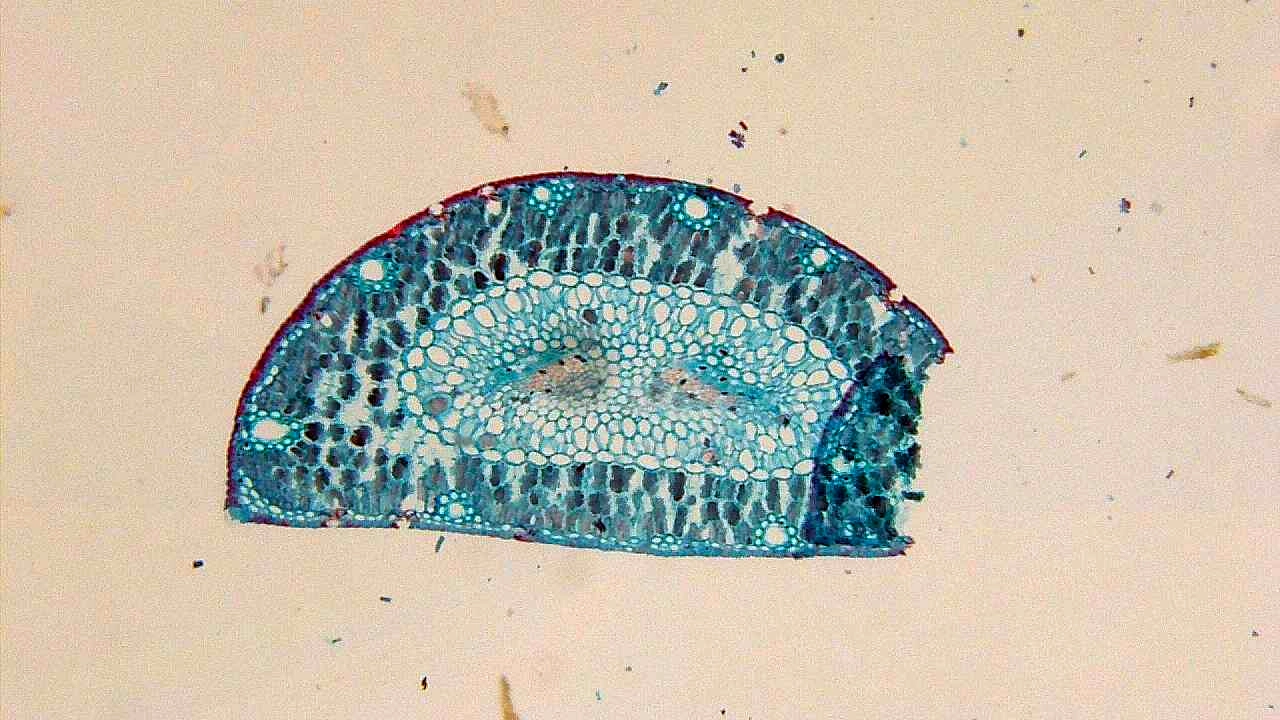 Pine Leaf Crosscut